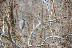 Ardea herodias herodias