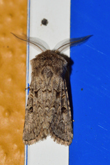 Spodoptera hipparis