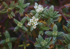 Pimelea mimosa