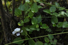 Viola humilis