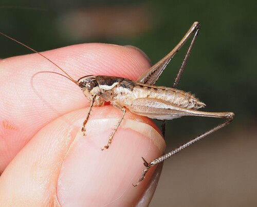 Pterolepis pedata