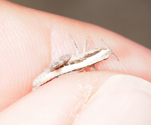 Duroniella lucasii