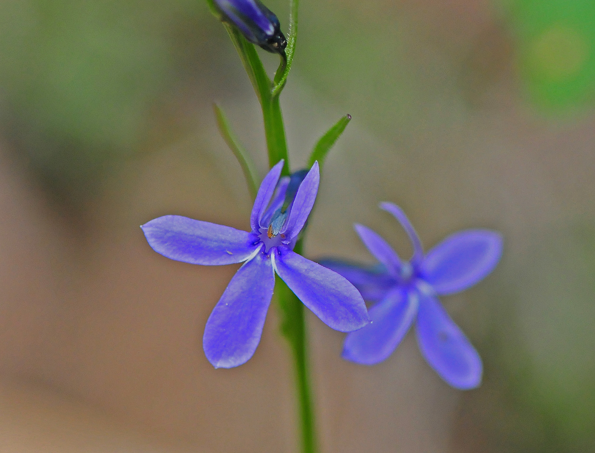 Lobelia anatina