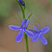 Apache Lobelia - Photo (c) Jerry Oldenettel, some rights reserved (CC BY-NC-SA)