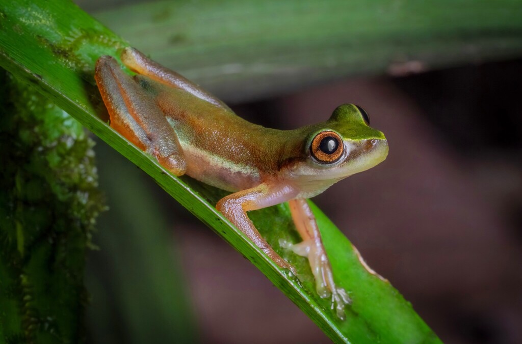 Perkins' Treefrog