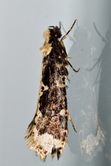 Scardiinae