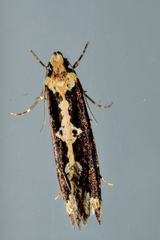Scardiinae