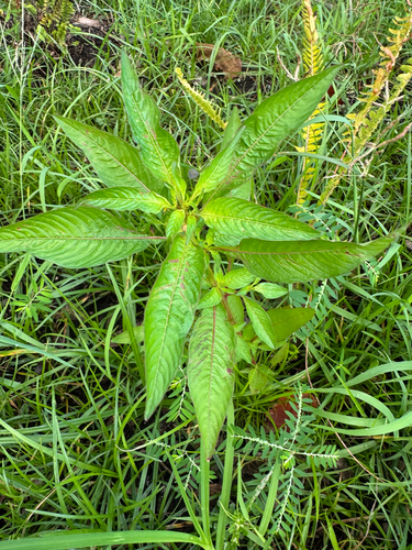 Ludwigia octovalvis observed 2025-10-31