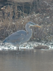 Ardea herodias