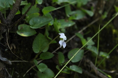 Viola humilis