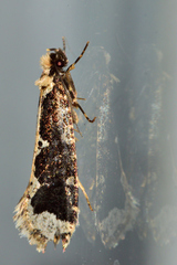 Scardiinae