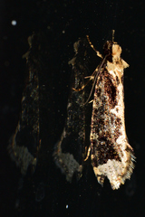 Scardiinae