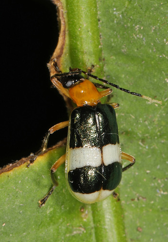 Diabrotica lucifera · iNaturalist