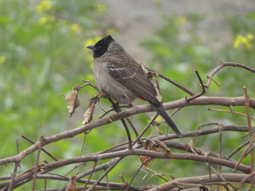 Red-vented Bulbul