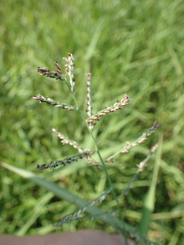 Urochloa mutica iNat (2)