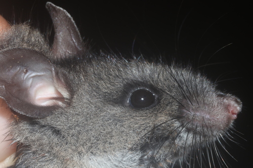 Blackish Deermouse (Peromyscus furvus)