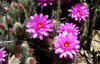 Brandegee's Hedgehog Cactus - Photo (c) Jorge H. Valdez, some rights reserved (CC BY-NC), uploaded by Jorge H. Valdez