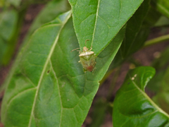 Pentatomidae