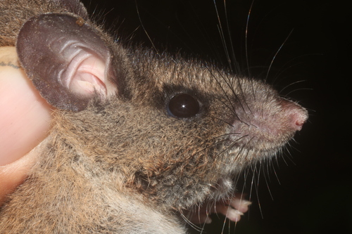 Nelson's Big-toothed Deermouse (Megadontomys nelsoni)