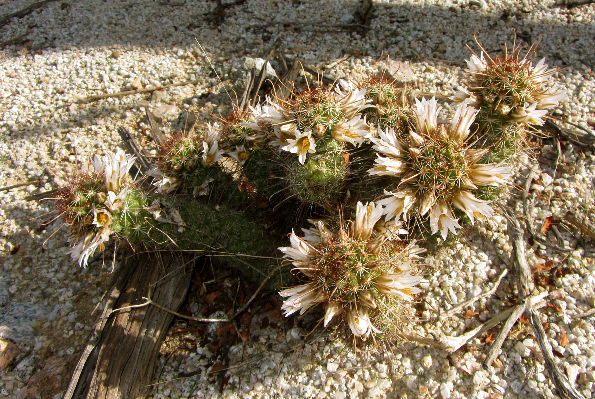 Mammillaria capensis