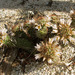Cochemiea capensis - Photo (c) Jorge H. Valdez,  זכויות יוצרים חלקיות (CC BY-NC), הועלה על ידי Jorge H. Valdez