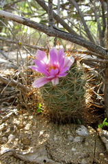 Mammillaria schumannii