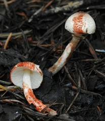 Lepiota flammeotincta