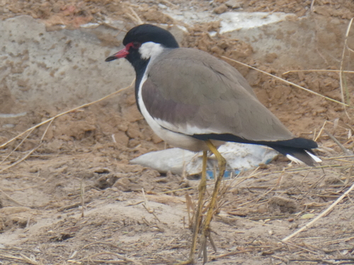Red-wattled Lapwing
