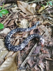 Amphisbaena fuliginosa