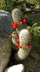 Mammillaria phitauiana