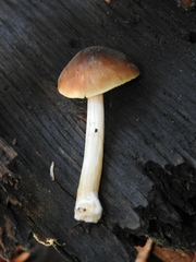 Pluteus leoninus