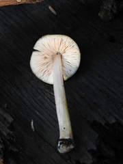 Pluteus leoninus