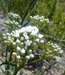 Ixodia achillaeoides