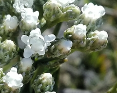 Ixodia achillaeoides