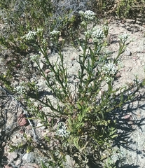 Ixodia achillaeoides
