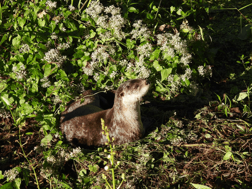 North American River Otter photographed in Louisiana