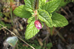 Rubus acanthophyllos