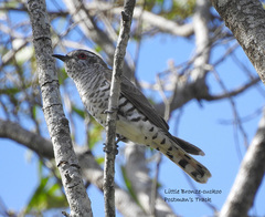 Chrysococcyx minutillus