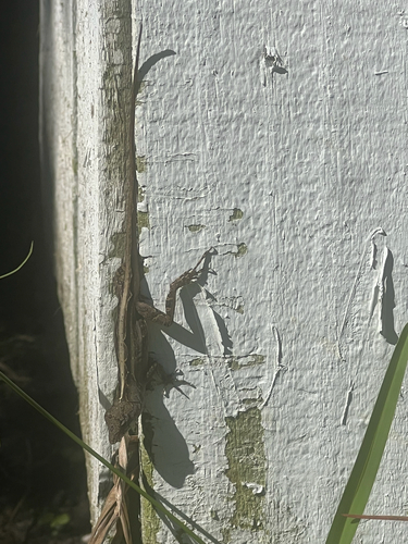Brown Anole