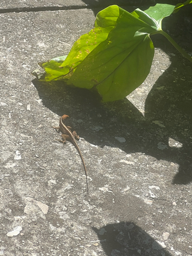Brown Anole