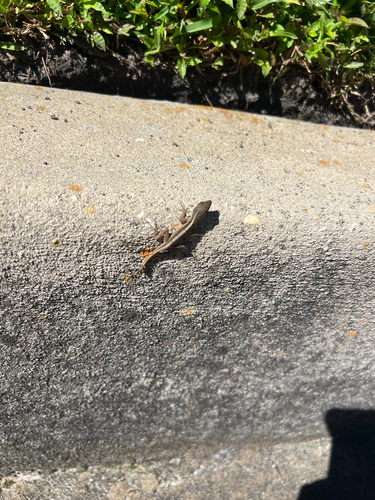Brown Anole