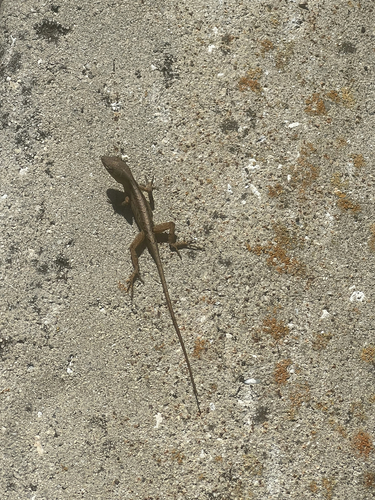 Brown Anole