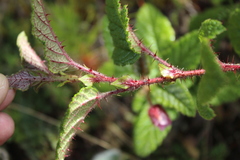 Rubus acanthophyllos