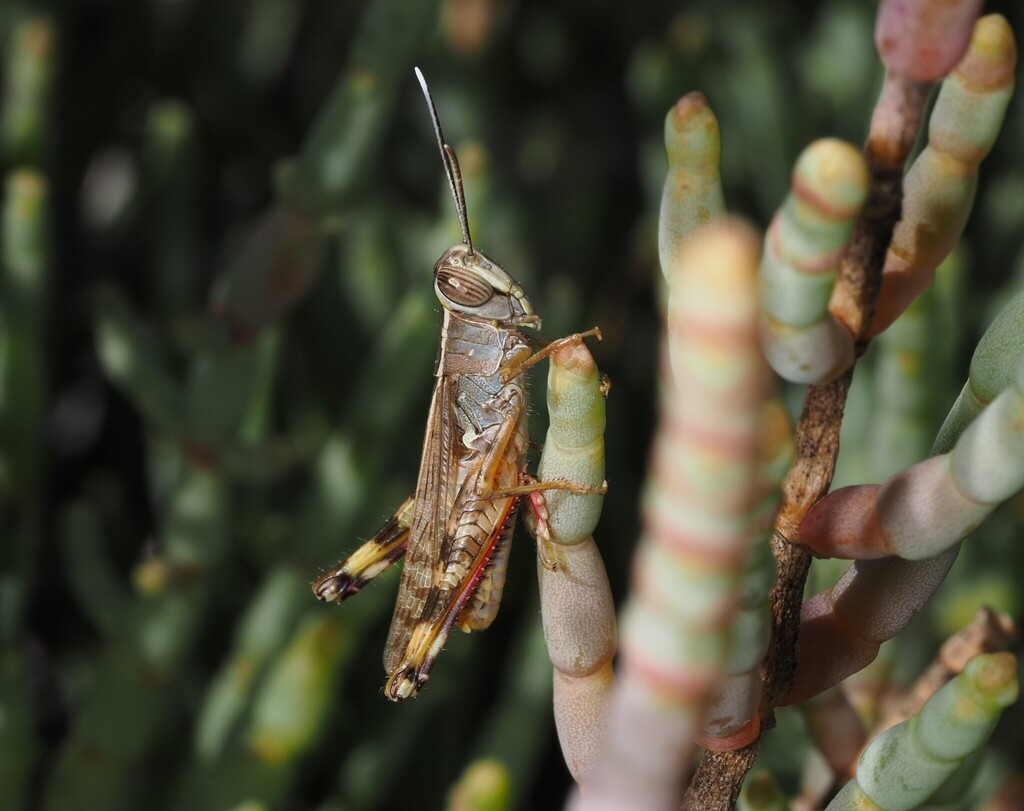Heteracris adspersa