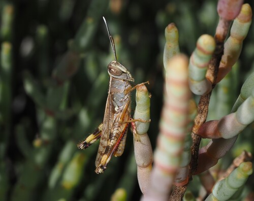 Heteracris adspersa
