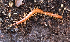 Scolopocryptops spinicaudus