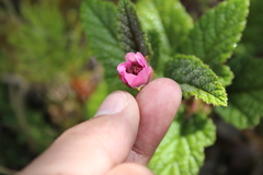 Rubus acanthophyllos