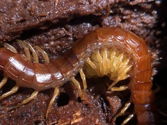 Scolopocryptops spinicaudus