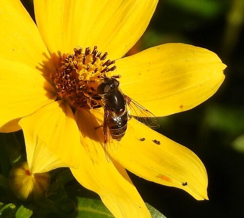 Unknown species found near Mandeville, LA, USA