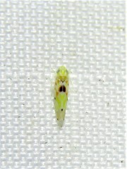 Erythroneura octonotata
